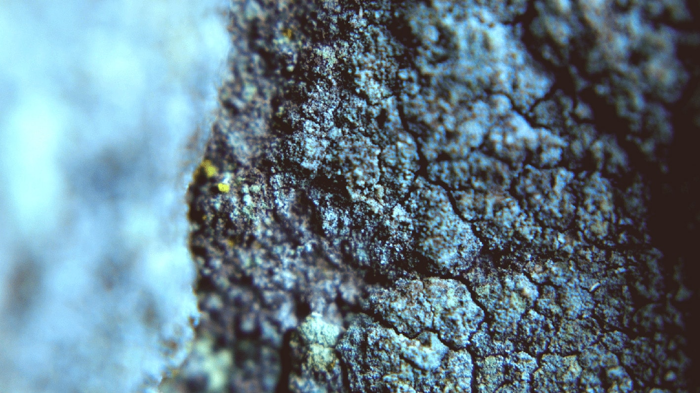 ecorce, arbre, macro, macro, closeup, nature, craquelure, texture, pierretexture,