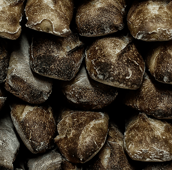 Baguette Benois Castel Baguette de pain Paris Top Chef