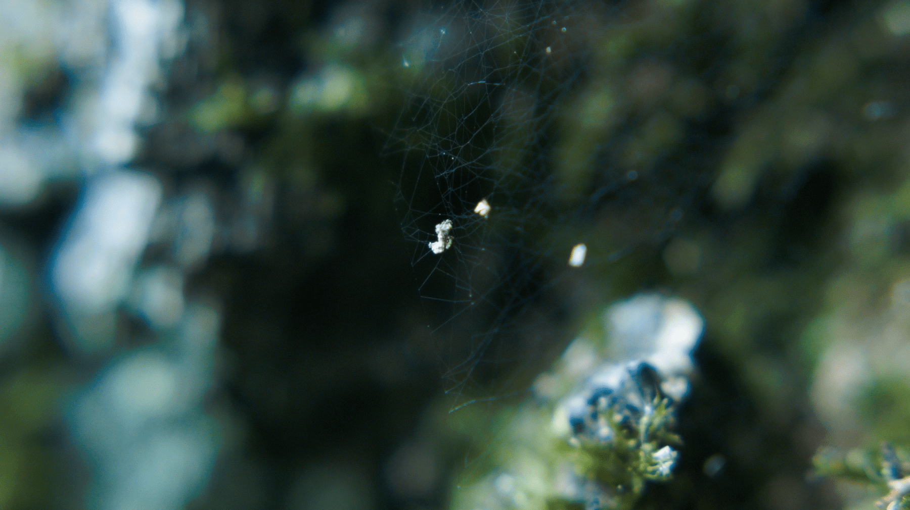 mousse vegetal arbre en gros plan