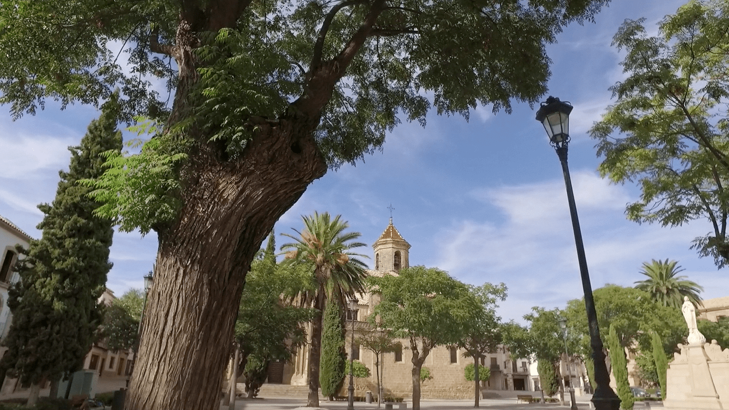 place palmier soleil chaleur pavet espagneeglise