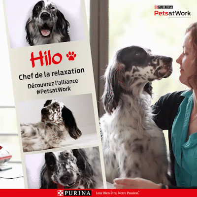 purina, petsatwork, nestle, campagnephoto, campagnevideo, animaux, pets, dog,