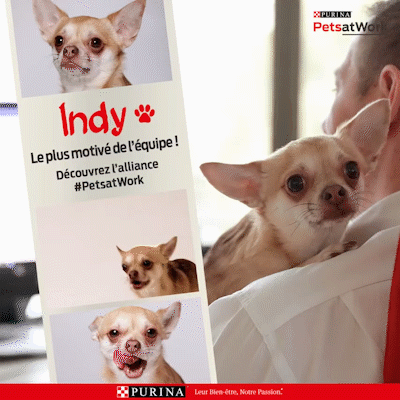 purina, petsatwork, nestle, campagnephoto, campagnevideo, animaux, pets, dog,